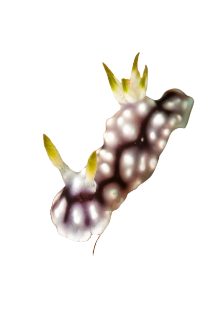 goniobranchus geometricus